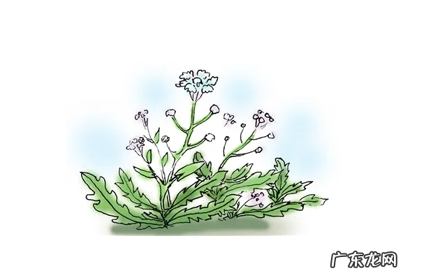 荠菜不能和什么一起吃-荠菜和什么相克-以及吃荠菜的一些禁忌