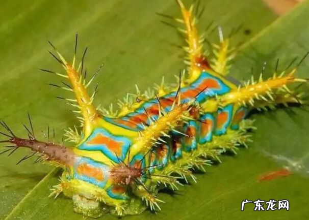 被洋辣子蛰了怎么办 被蛰到怎么治