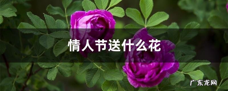 情人节送什么花