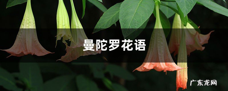 曼陀罗花语,曼陀罗花的寓意