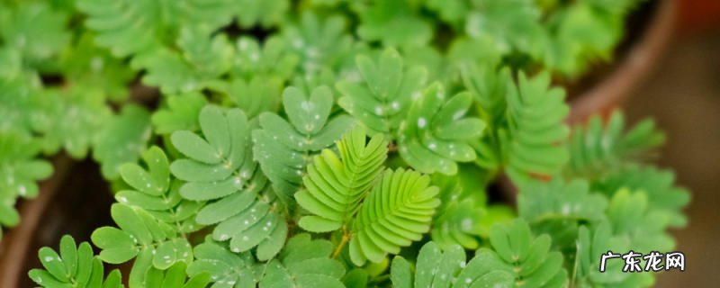 含羞草的花语和寓意，象征着什么精神