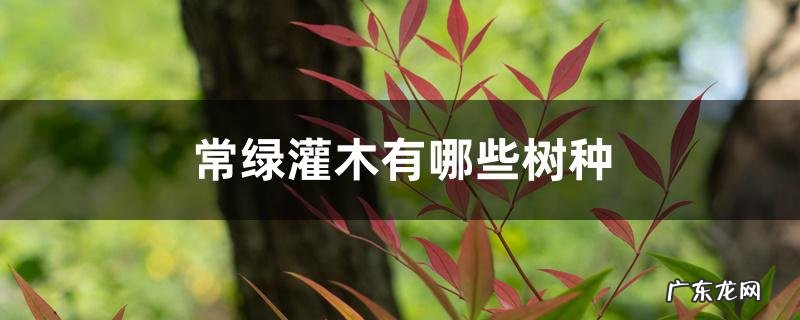常绿灌木有哪些树种