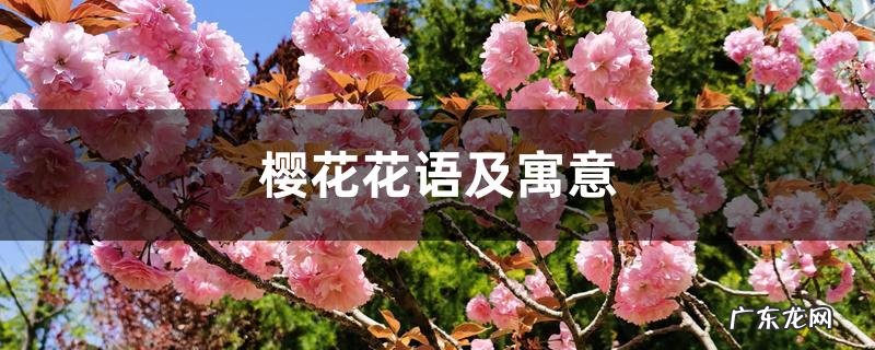樱花花语及寓意