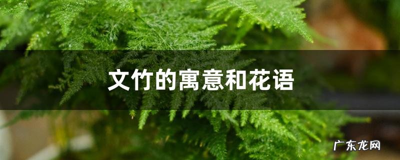 文竹的寓意和花语