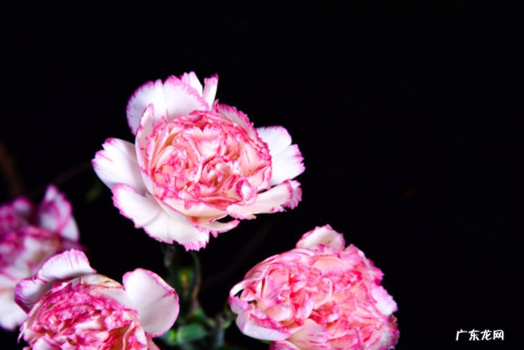 康乃馨花语和寓意