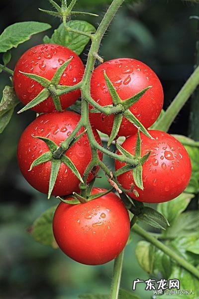 夏天吃什么蔬菜能起到清热解毒的效果？ 夏天适合吃什么蔬菜有什么功效