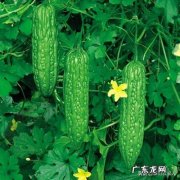 夏天吃什么蔬菜能起到清热解毒的效果？ 夏天适合吃什么蔬菜有什么功效