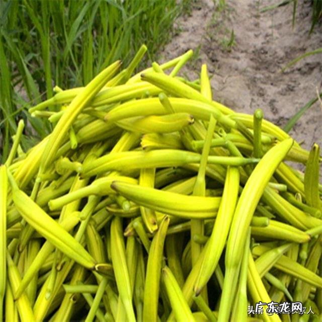 夏天吃什么蔬菜能起到清热解毒的效果？ 夏天适合吃什么蔬菜有什么功效