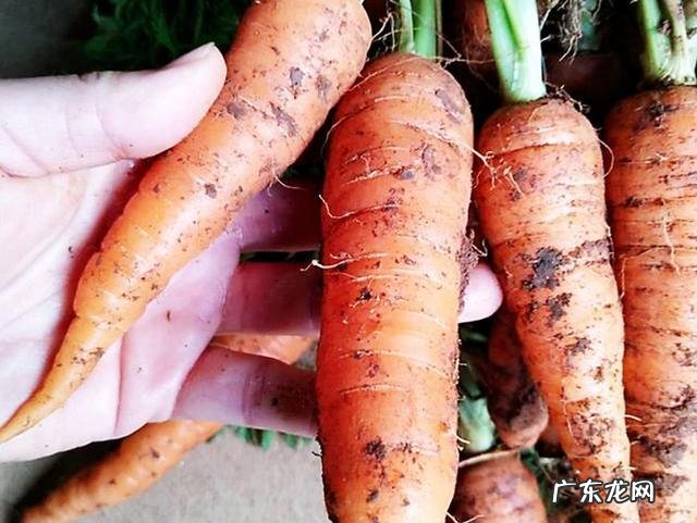 胡萝卜怎么做好吃,凉菜?