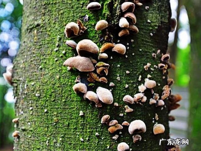 胡萝卜怎么做好吃,凉菜?