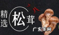 松茸的功效与禁忌