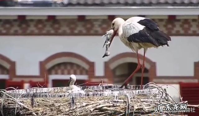 什么原因让白鹳妈妈残忍杀死幼仔?