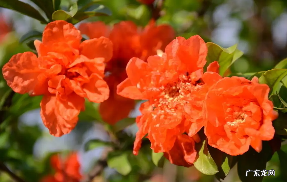 石榴花花语和寓意