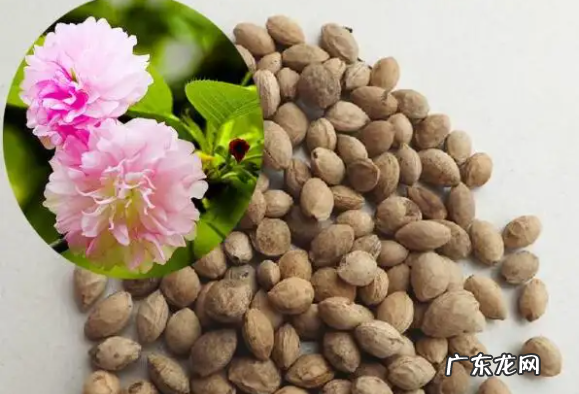 樱花种子怎么种植-樱花种子的种植方法和注意事项