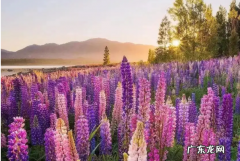 鲁冰花的花语是什么