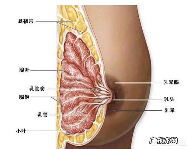 针对女性乳房发育,如何丰胸最有效?