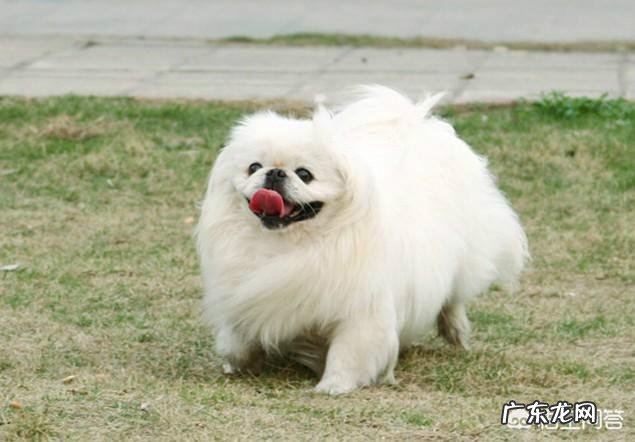 狗狗睡觉打呼噜是怎么回事