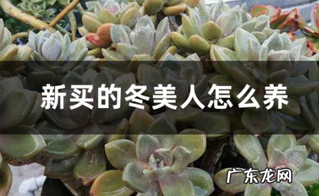 冬美人刚买回来该怎么养
