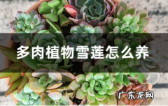 多肉植物雪莲养殖技巧