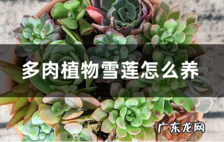 多肉植物雪莲养殖技巧