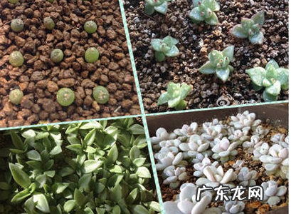 多肉植物雪莲播种常见问题