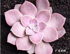 多肉植物雪莲的繁殖方式