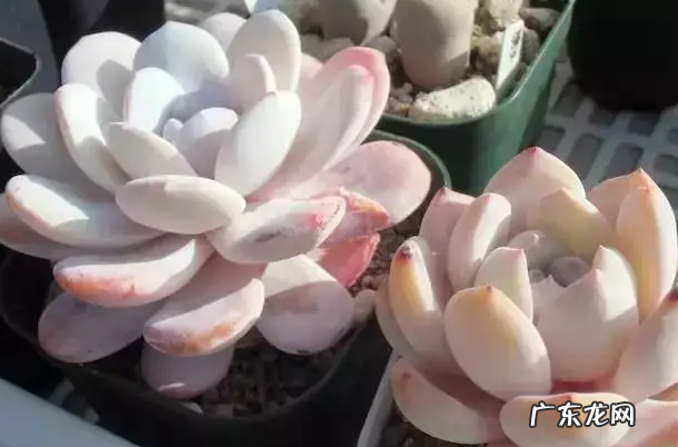 多肉植物雪莲授粉机制-多肉植物雪莲授粉的过程