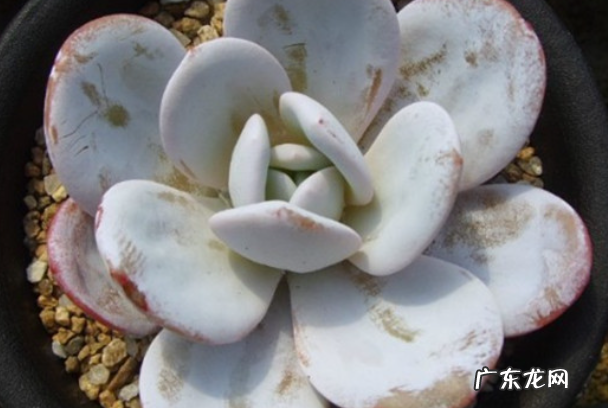 多肉植物雪莲怎么采收种子