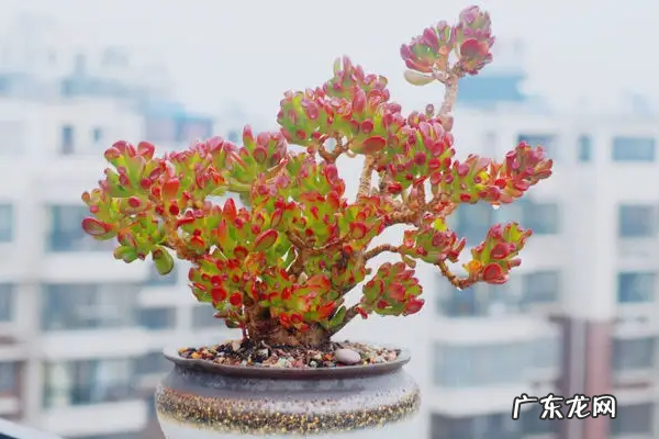 景天科石莲花属多肉植物之筒叶花月