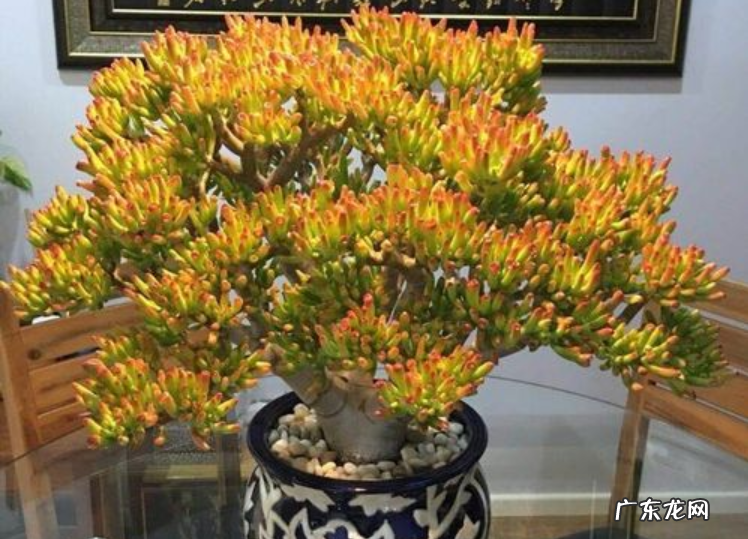 筒叶花月的作用