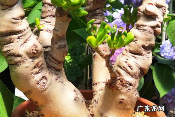 筒叶花月老桩盆景养护方法