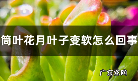 筒叶花月叶子变软怎么办