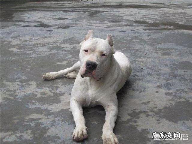 五头杜高加五头藏獒打得过五头北美灰狼不为什么