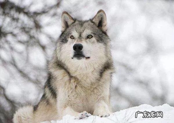 五头杜高加五头藏獒打得过五头北美灰狼不为什么