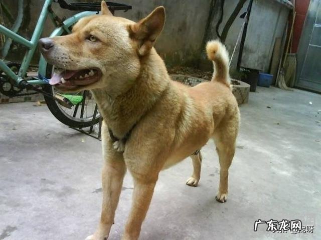 五头杜高加五头藏獒打得过五头北美灰狼不为什么