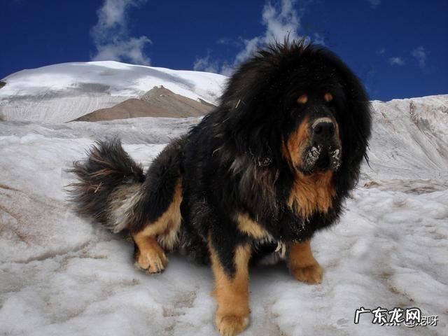 五头杜高加五头藏獒打得过五头北美灰狼不为什么