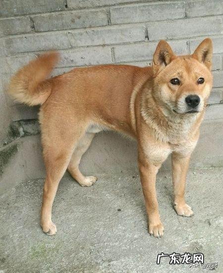 五头杜高加五头藏獒打得过五头北美灰狼不为什么