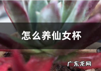 多肉植物仙女杯怎么养