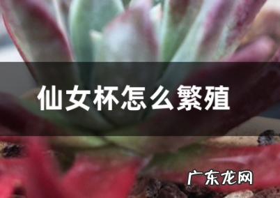 仙女杯的繁殖方式有哪些