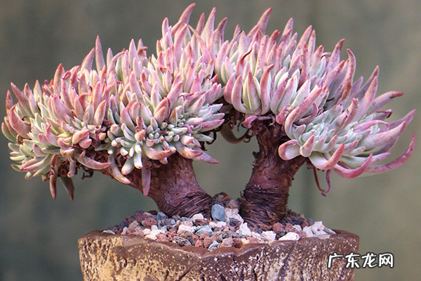 景天科石莲花属多肉植物之仙女杯