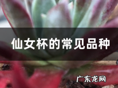 仙女杯的常见品种