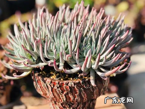 仙女杯的常见品种