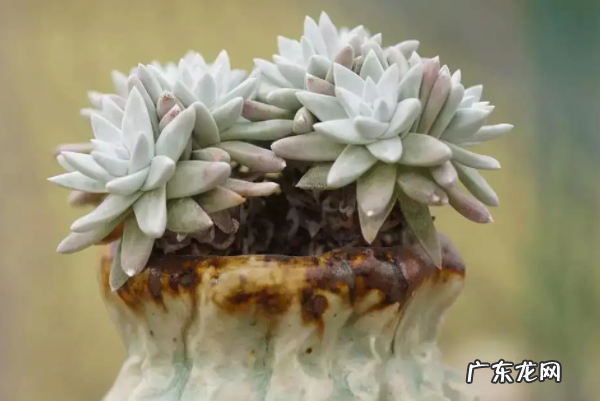 仙女杯的常见品种