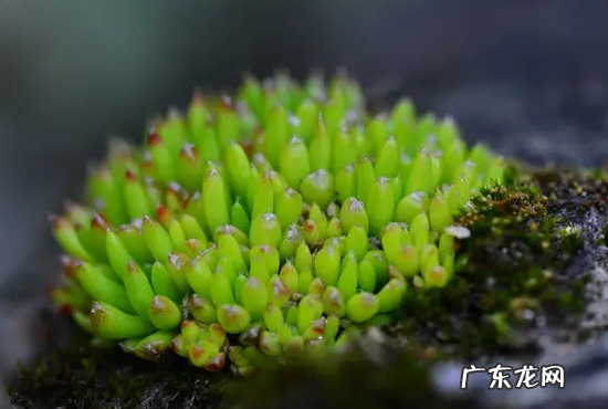 塔花瓦松种子怎么种