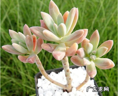 新买的姬秋丽怎么养