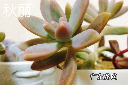 秋丽和姬秋丽的区别