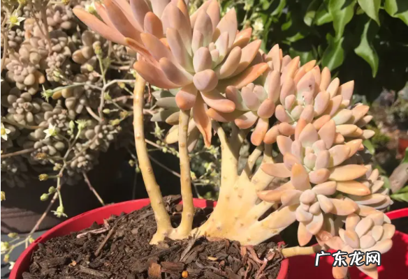 多肉秋丽叶片发黄的原因及解决办法