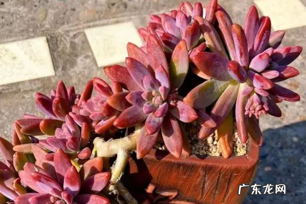 “秋丽老桩”,极致状态下尽展极致美,越看越上头