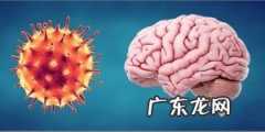 冠状病毒如何触发大脑的免疫反应