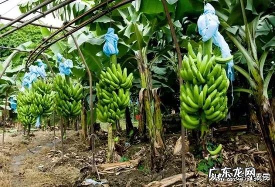 种香蕉和种火龙果,哪个成本大?哪个更便于管理? 香蕉火龙果做法